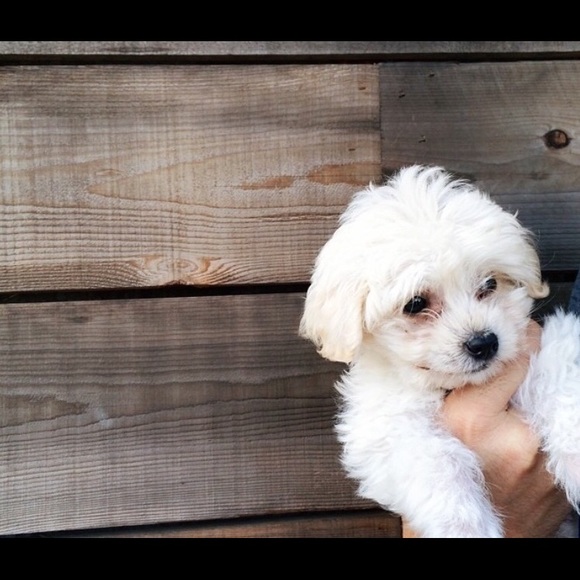 Meet your Posher, Anna - Picture 1 of 1